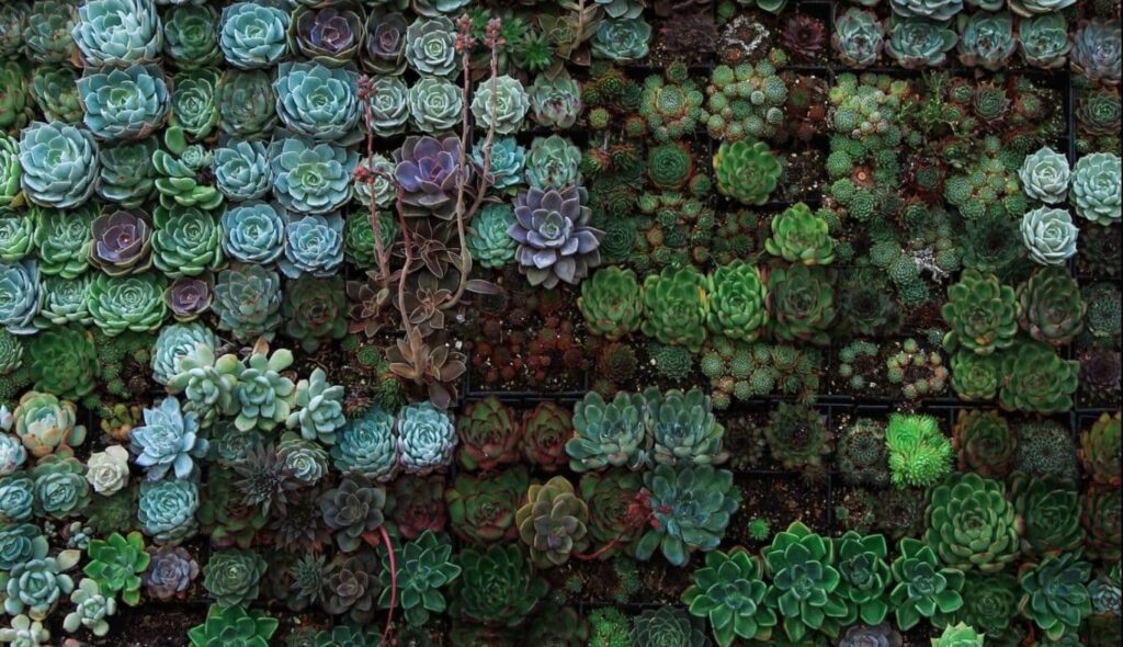 Όνειρο για παχύφυτο | Ερμηνεία και σημασία ονείρου