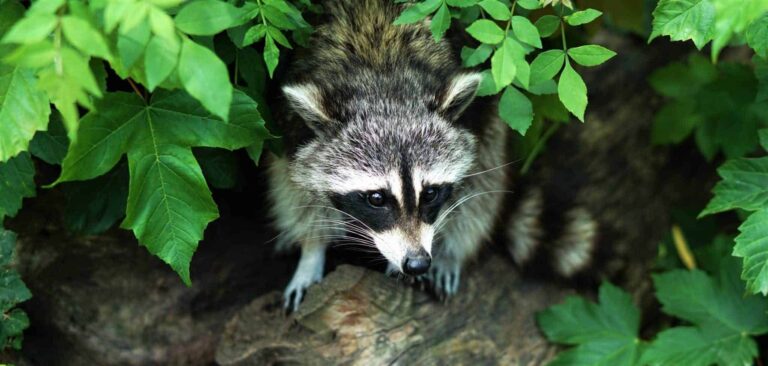 Droom over wasbeer | Betekenis en uitleg