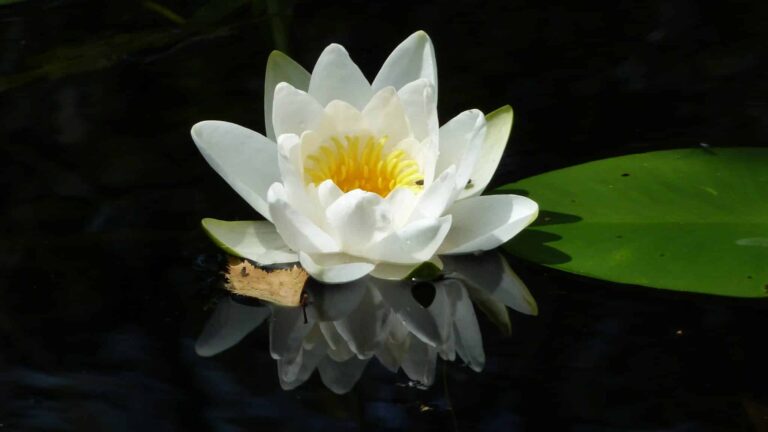 Droom over waterlelie | Betekenis en uitleg