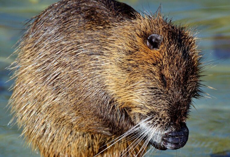 Droom over woelmuis of waterrat | Betekenis en uitleg